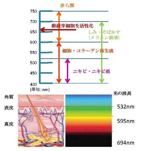 IPL光美顔の仕組み2